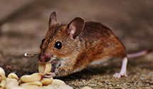 24 Hour & Emergency Exterminators in Ames, IA